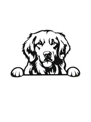 Golden retriever peek a boo Decal for car Windows Laptops most Smooth Surfaces