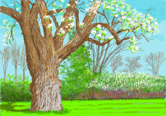 FULL BLOOM : David Hockney : Archival Art Print