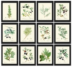 Herbs Botanical Wall Art Set of 12 Prints Beautiful Antique Vintage Unframed