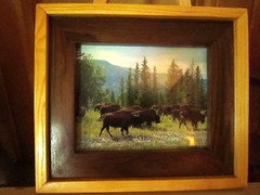 Arizona Buffalo Picture Frame