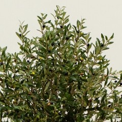 6Ft Artificial Giant Olive Tree w/3864 Branches Home Decor. Retail $729