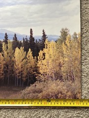 Colorado Aspens Cripple Creek Gold Mine Rocky Mountain Fall Medium About 16 X 28