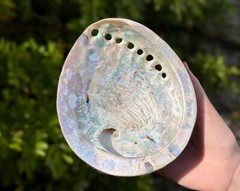 Polished Light Abalone Shells – Natural LARGE Iridescent Shells – Choose Size