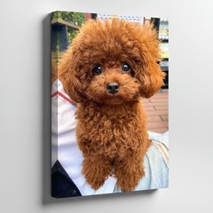 Cute Brown Toy Poodle Puppy Canvas Wall Art Adorable Small Dog Pet Decor Print