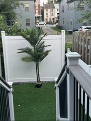 7’ Double Robellini Artificial Palm Tree UV (Indoor/Outdoor). Retail $205