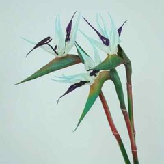 New 3pcs Artificial Bird Of Paradise Flowers Rubber Strelitzia 24.5» Long Stem