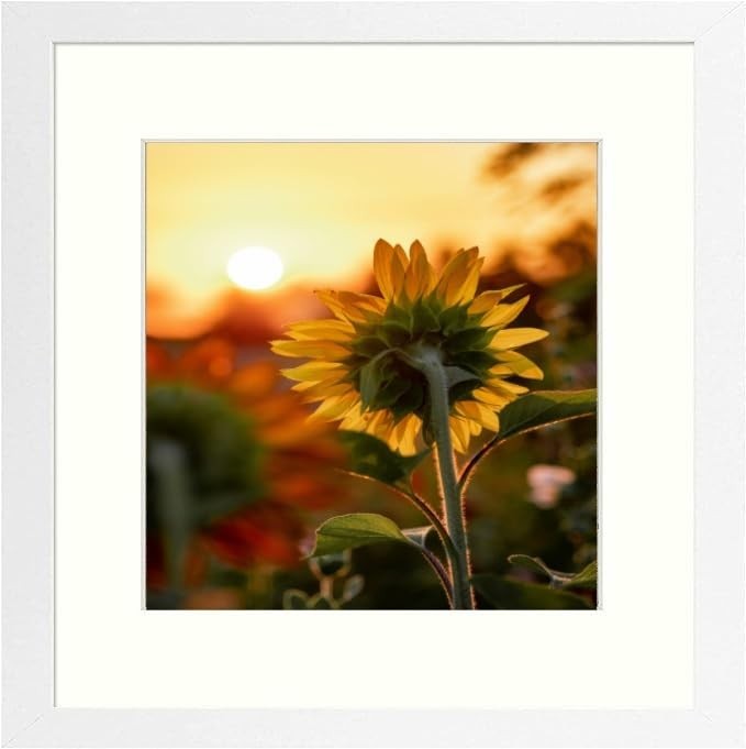 12×12 White Picture Frame 8×8 Mat Plexiglass Gallery Wall Frame 30×30 cm Prints