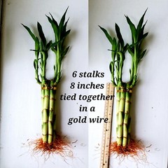 Lucky Bamboo Plants 6×8″, Ideal Unique, Cute Gift, Indoor Perennial
