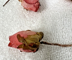 45 Dried Artificial Pink Frosted Small Miniature Rose Buds 4 1/2″ Picks Stem
