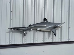 62″ Blacktip Shark Half Mount Replica – Quick Production