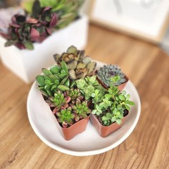 Multicolor Succulent Pack of 6 Live Indoor Plants Easy Care Home Decor New