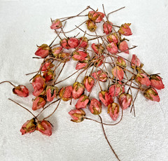 45 Dried Artificial Pink Frosted Small Miniature Rose Buds 4 1/2″ Picks Stem